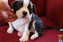 american bulldog puppy posted by JC Diaz